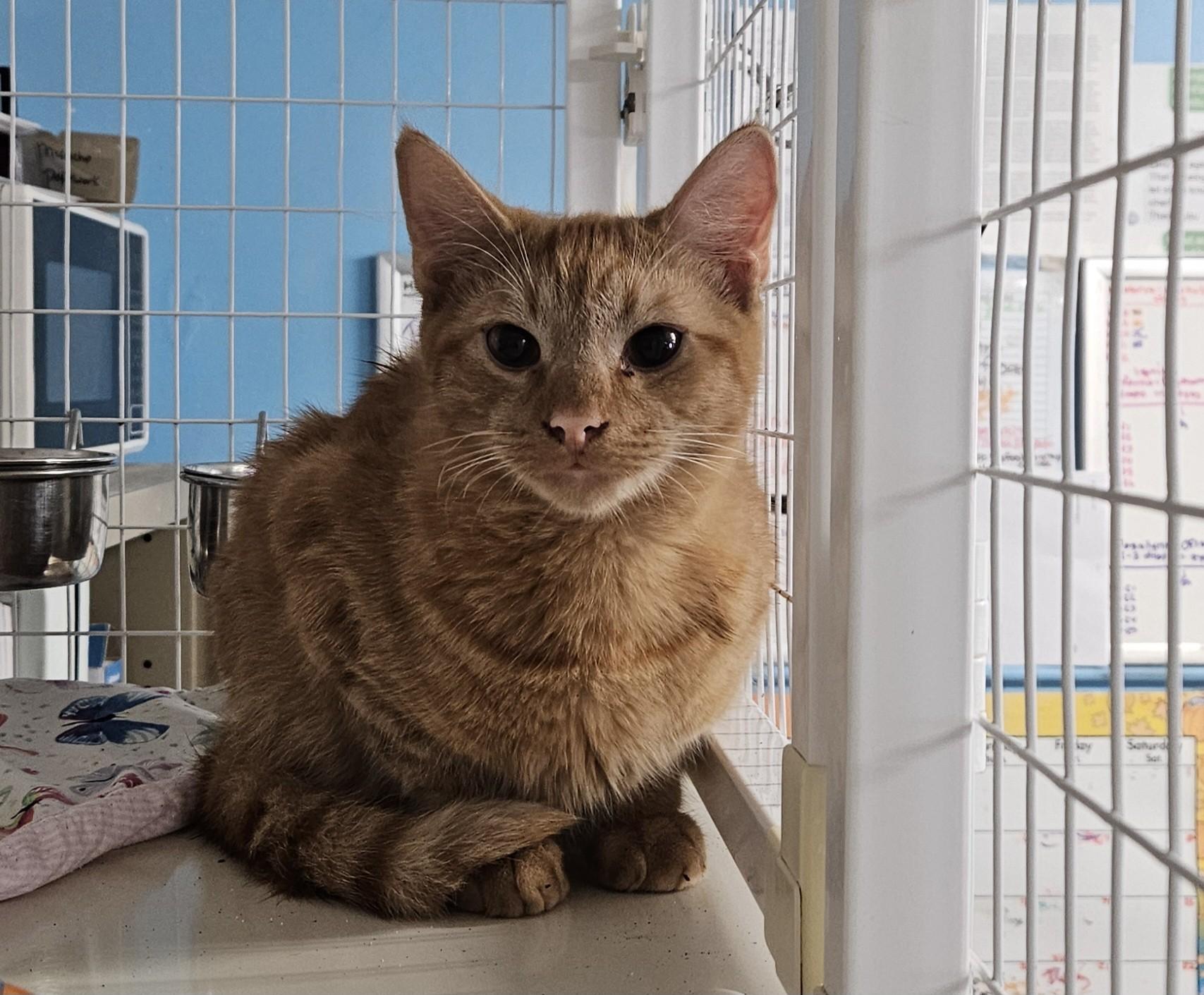 Filmo, Adoptable, Adult Male Domestic Medium Hair.