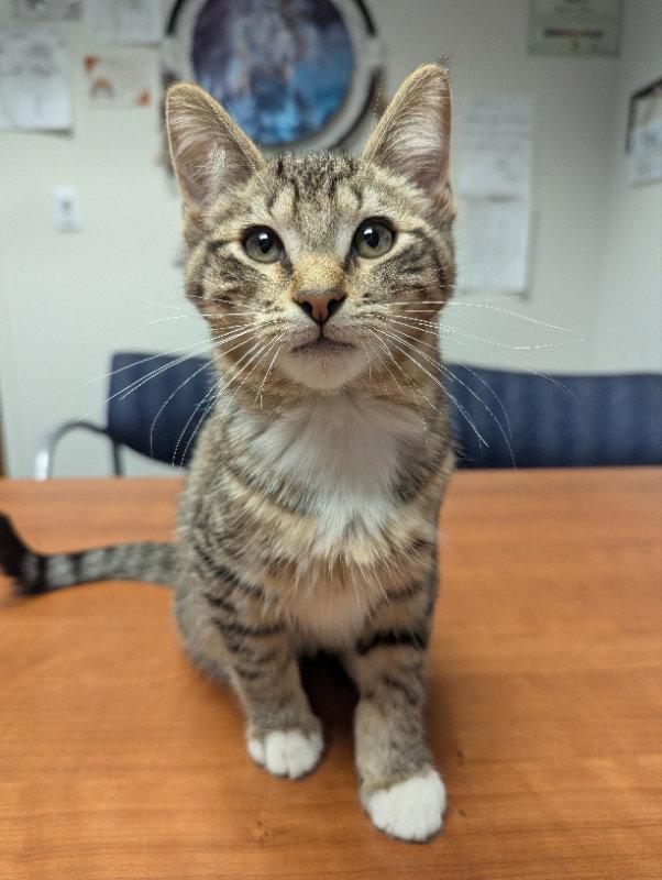 Max, Adopted, Young Male Domestic Short Hair & Tiger.