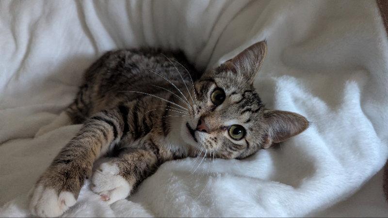 Enlarge Max, a Adopted mixed breed in Niles, MI image 2/3