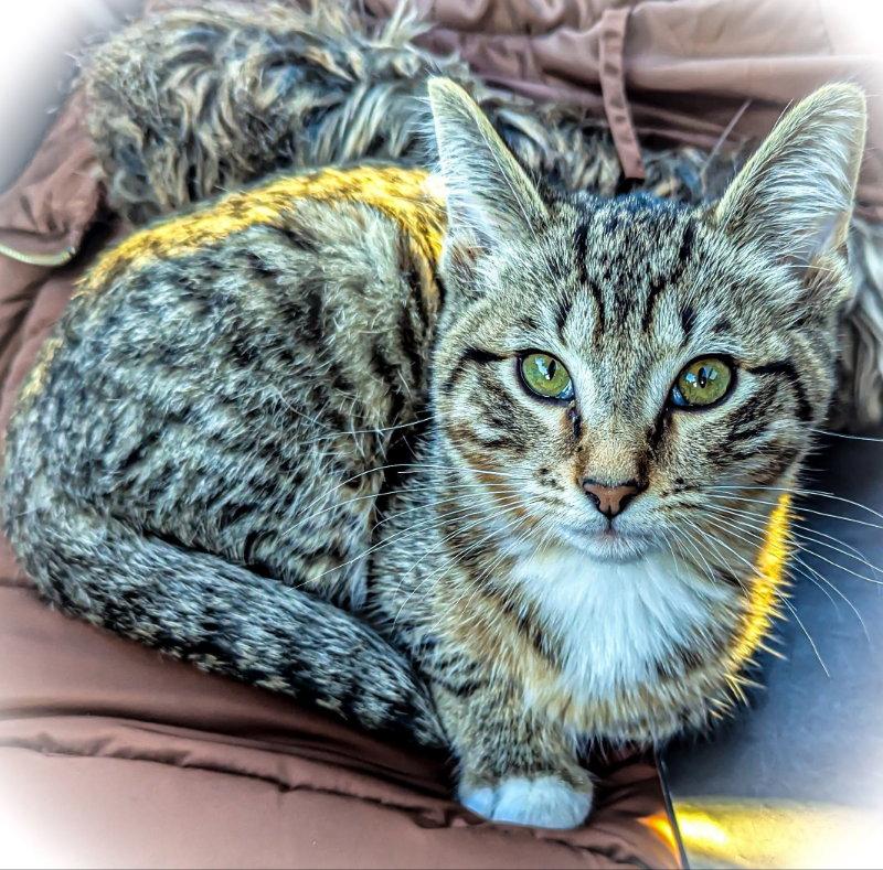 Enlarge Max, a Adopted mixed breed in Niles, MI image 3/3