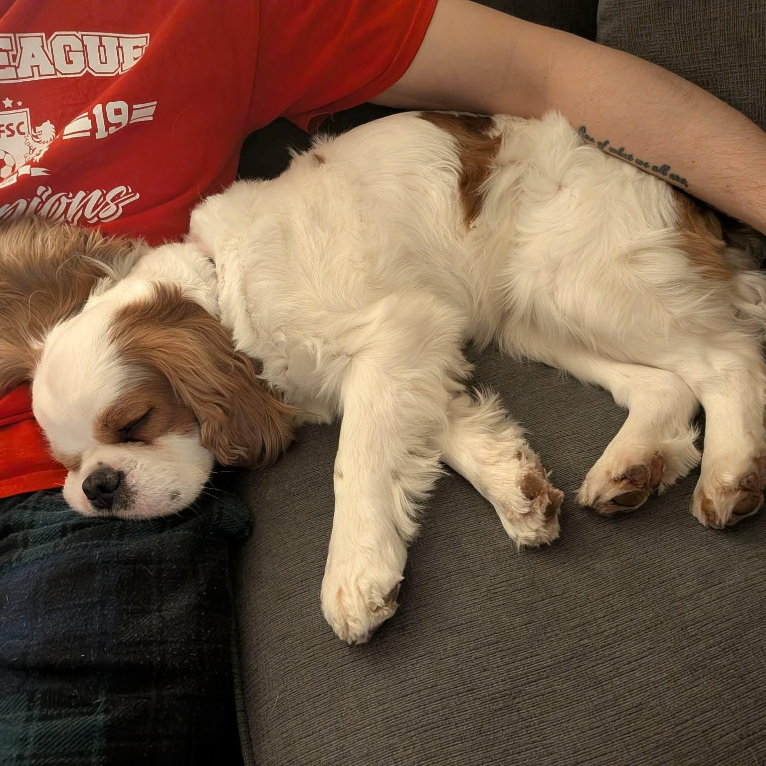 Enlarge Sparky, an adopted Cavalier King Charles Spaniel in Syracuse, NY image 3/5