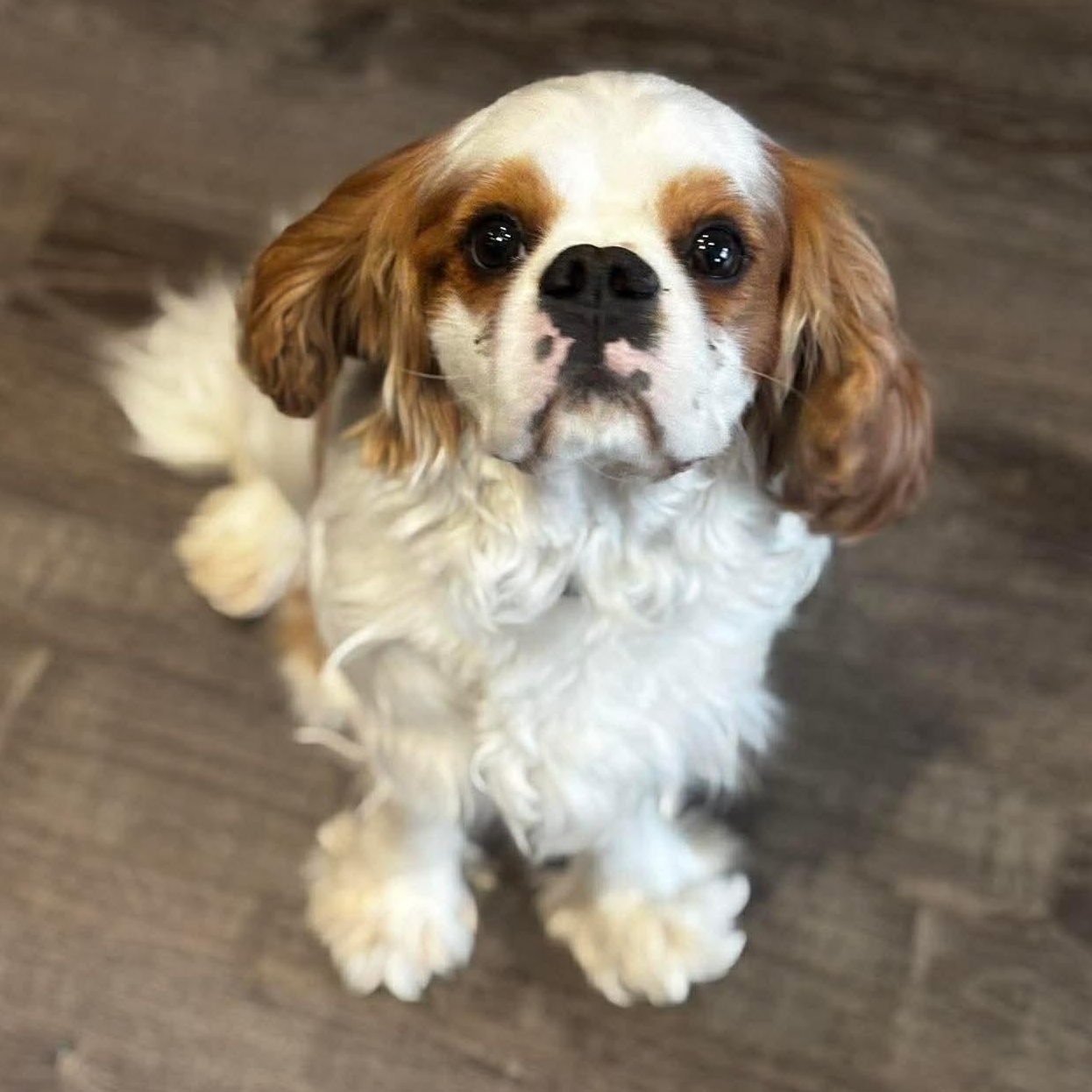 Enlarge Sparky, an adopted Cavalier King Charles Spaniel in Syracuse, NY image 2/5