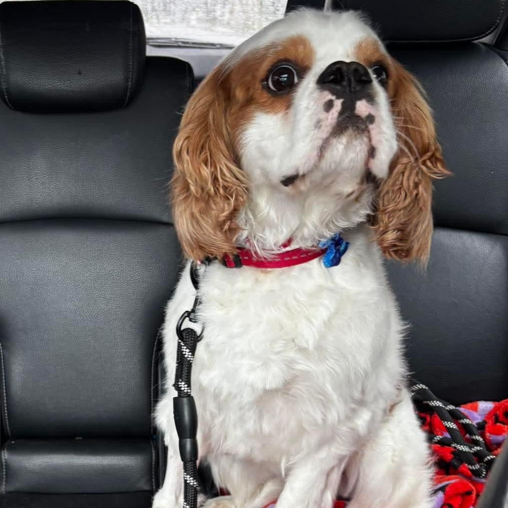 Enlarge Sparky, an adopted Cavalier King Charles Spaniel in Syracuse, NY image 5/5