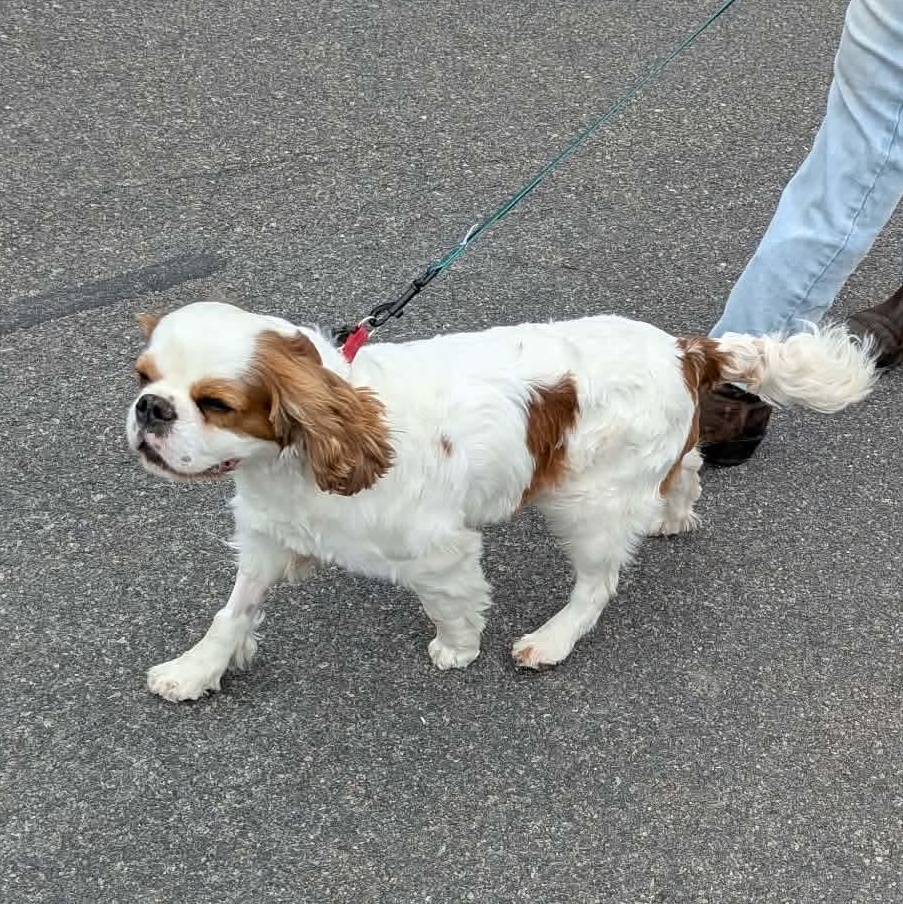 Enlarge Sparky, an adopted Cavalier King Charles Spaniel in Syracuse, NY image 4/5
