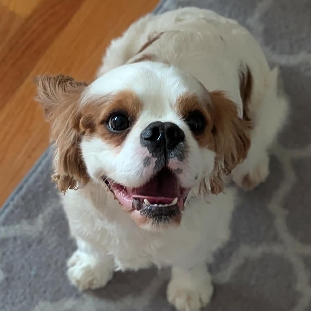 Enlarge Sparky, an adopted Cavalier King Charles Spaniel in Syracuse, NY image 1/5