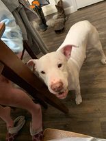 Ziggy- Courtesy Posting!, a Adoptable Pit Bull Terrier in Saint Charles, MO image 1/6