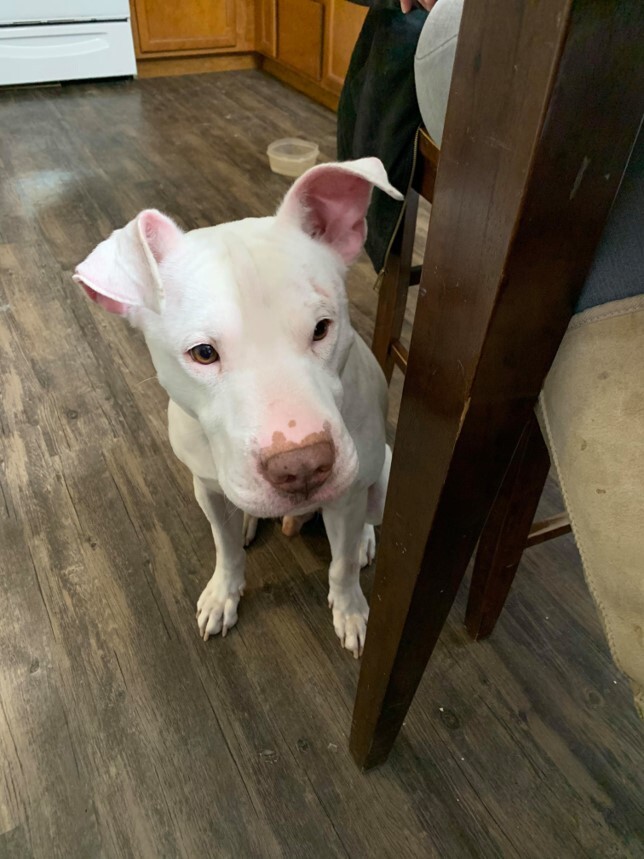 Ziggy- Courtesy Posting!, a Adoptable Pit Bull Terrier in Saint Charles, MO image 2/6