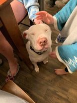 Ziggy- Courtesy Posting!, a Adoptable Pit Bull Terrier in Saint Charles, MO image 3/6