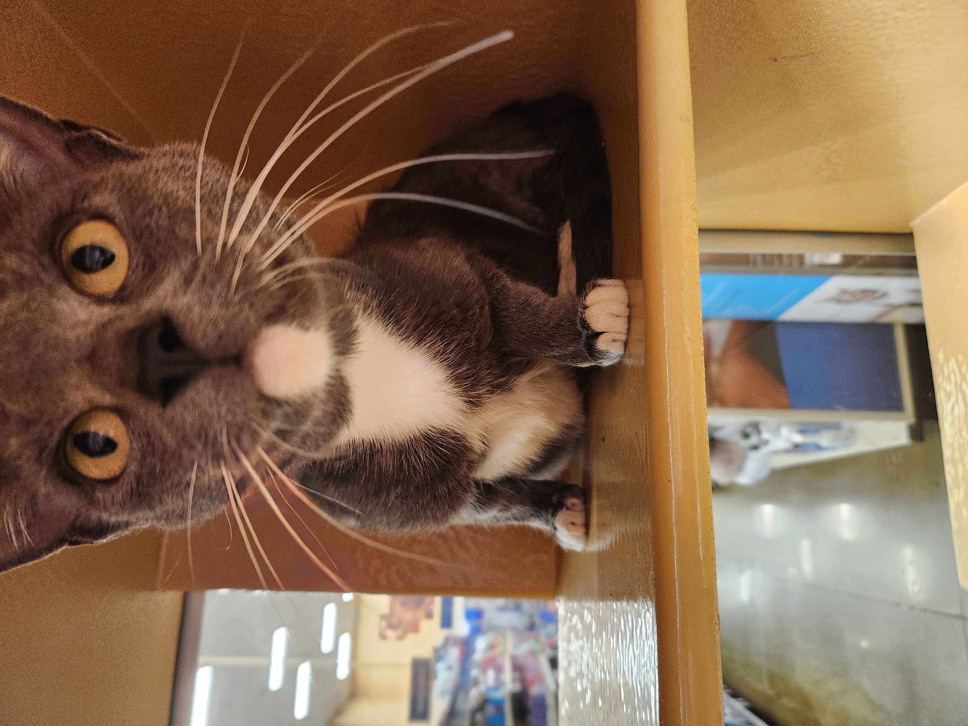 Ella, Adoptable, Young Female Domestic Short Hair.