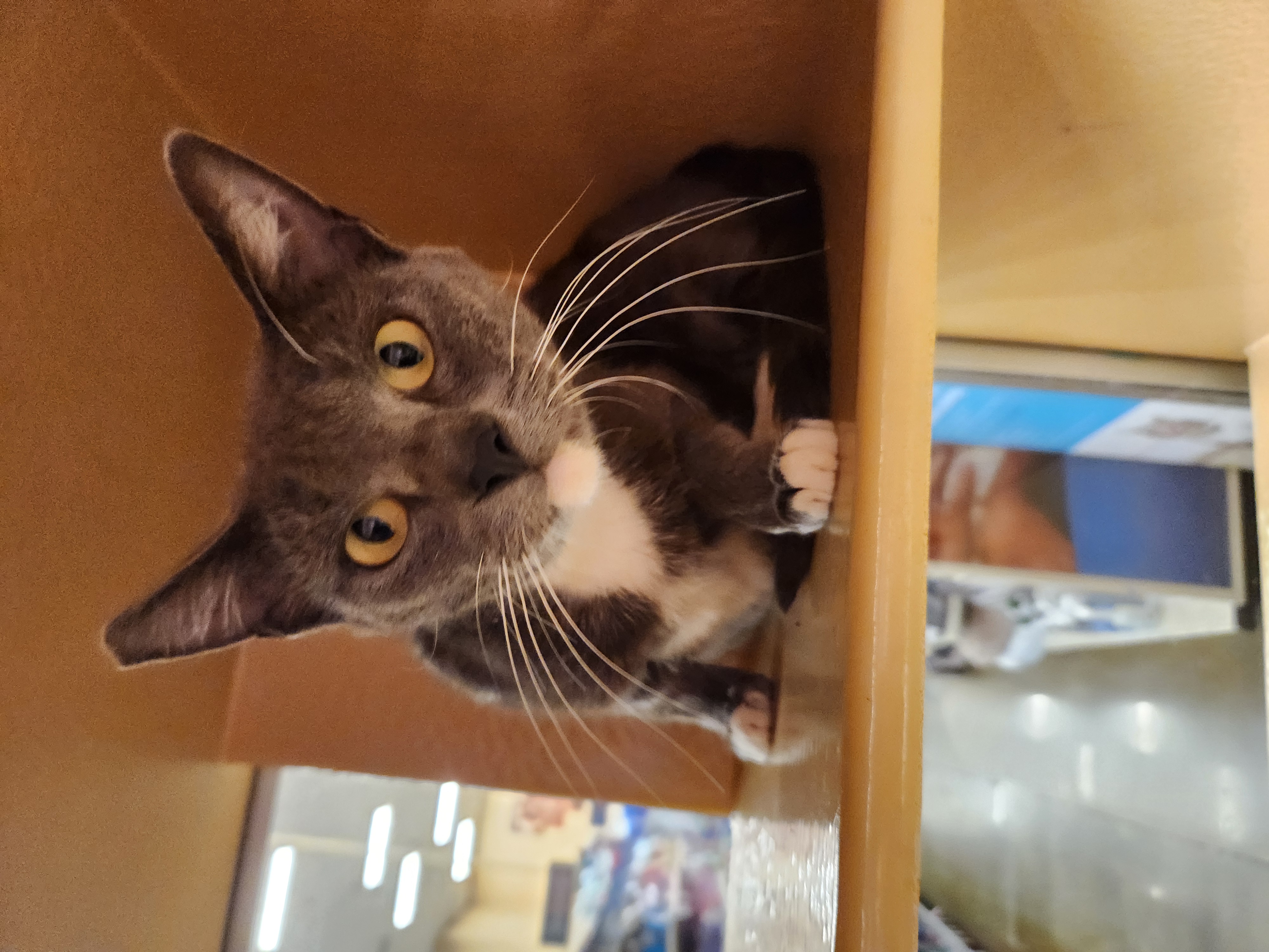 Enlarge Ella, a Adoptable Domestic Short Hair in Buena Park, CA image 2/4