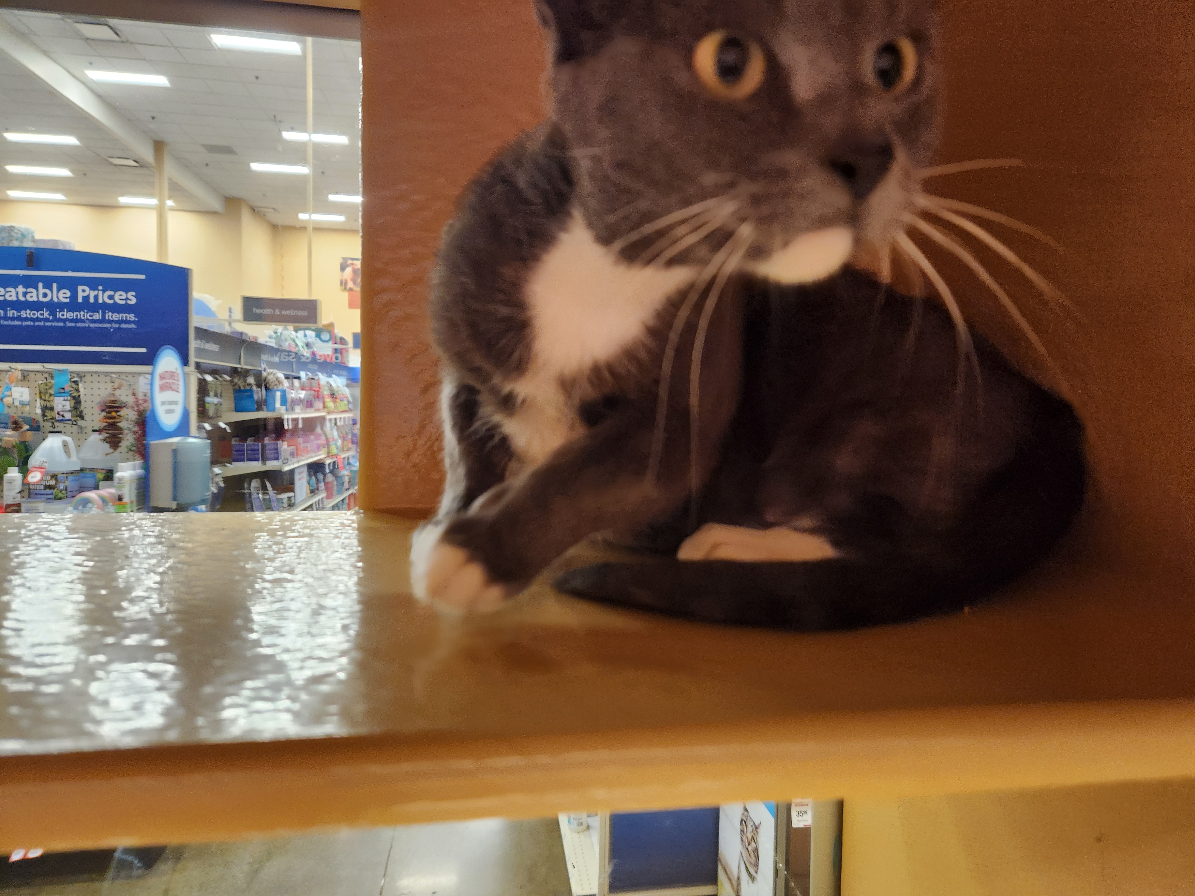 Enlarge Ella, a Adoptable Domestic Short Hair in Buena Park, CA image 3/4