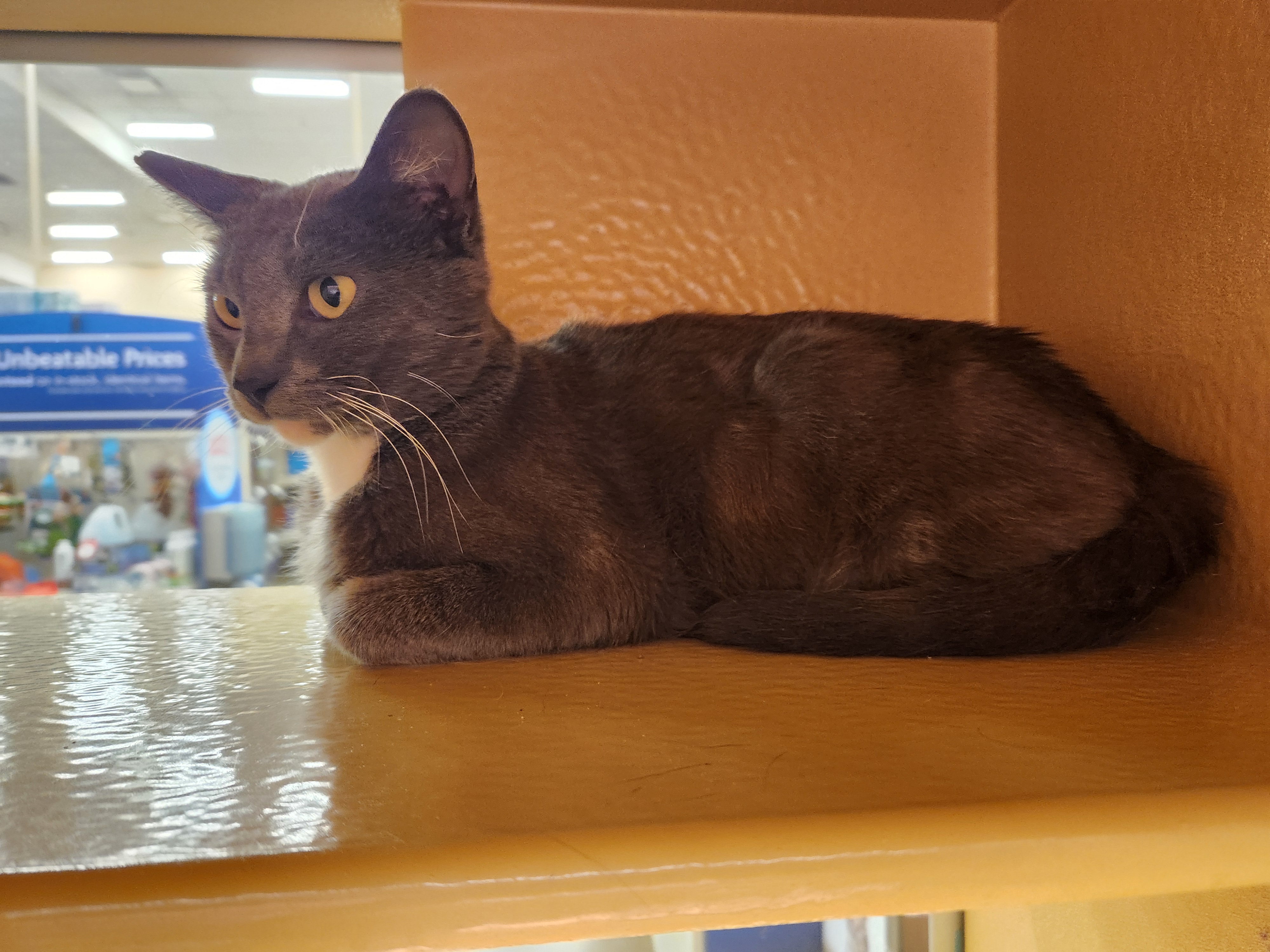 Ella, Adoptable, Young Female Domestic Short Hair.