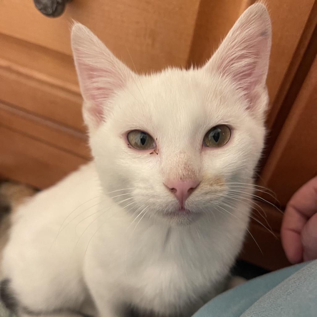 Cutiepatootie photo
