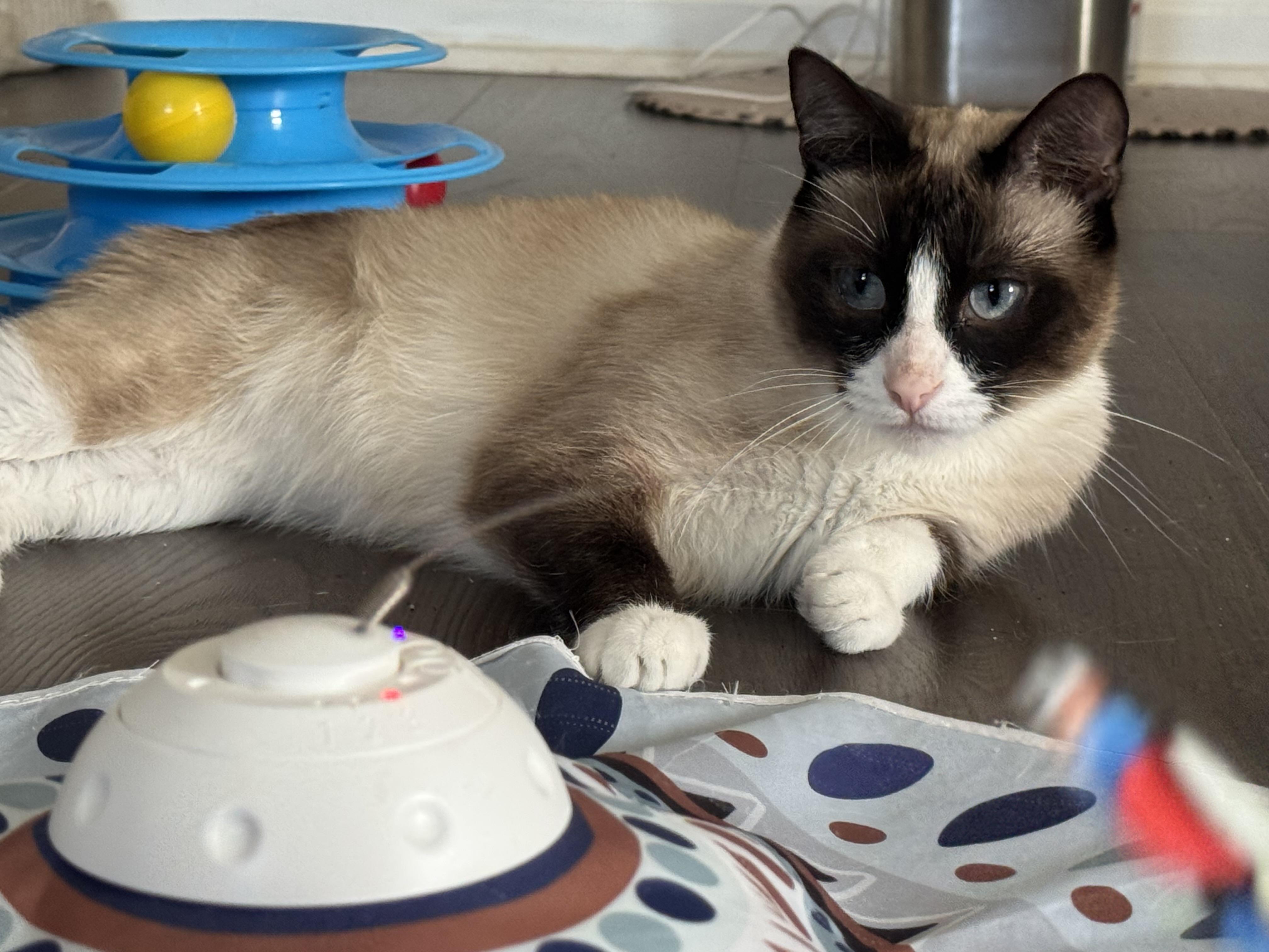 Sadie, a Adopted Snowshoe in Howey in the hills, FL image 1/4