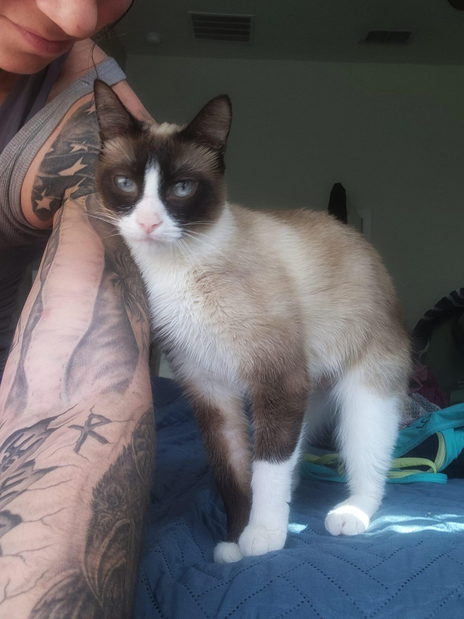 Sadie, a Adopted Snowshoe in Howey in the hills, FL image 2/4