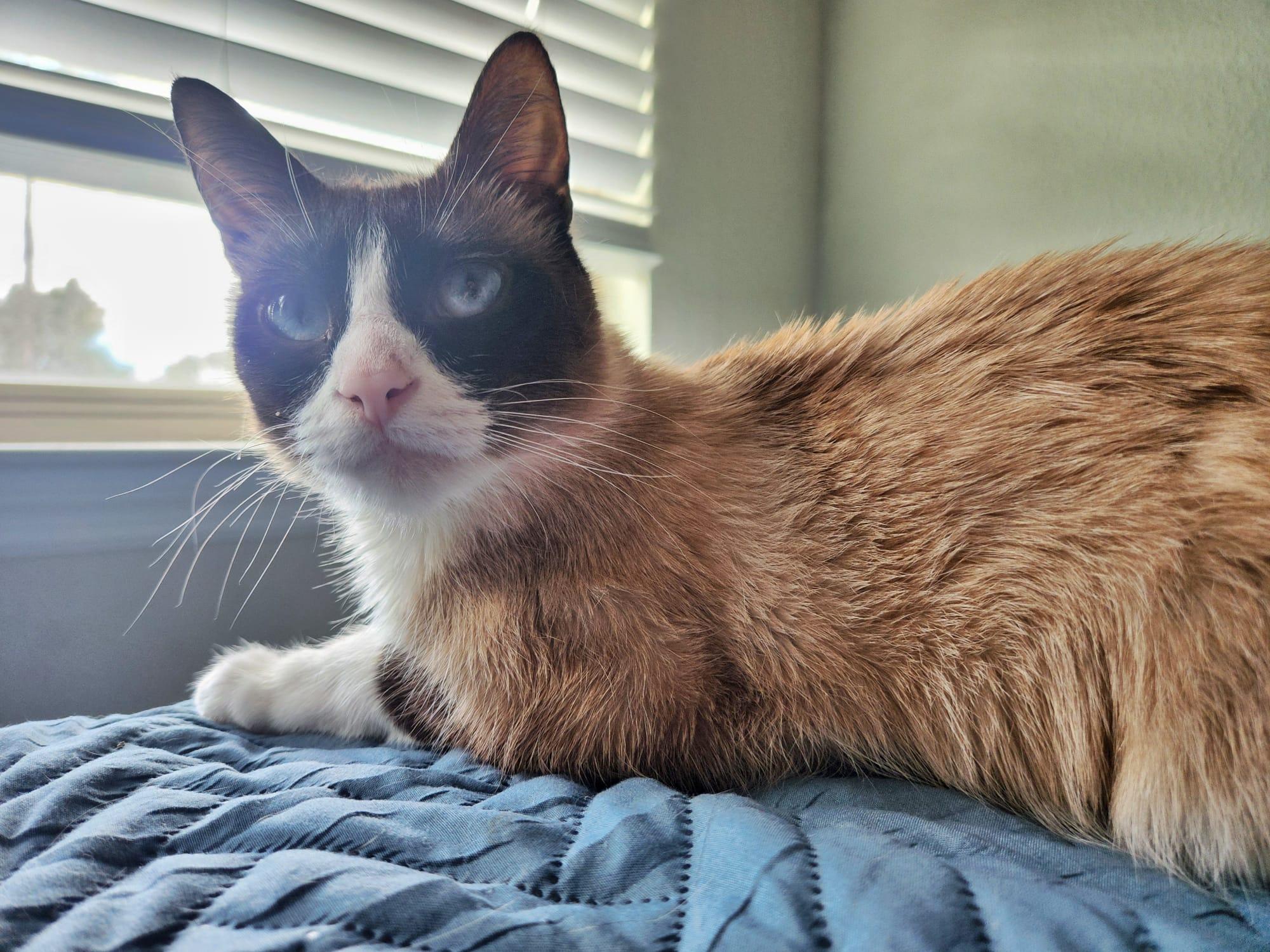 Sadie, a Adopted Snowshoe in Howey in the hills, FL image 3/4