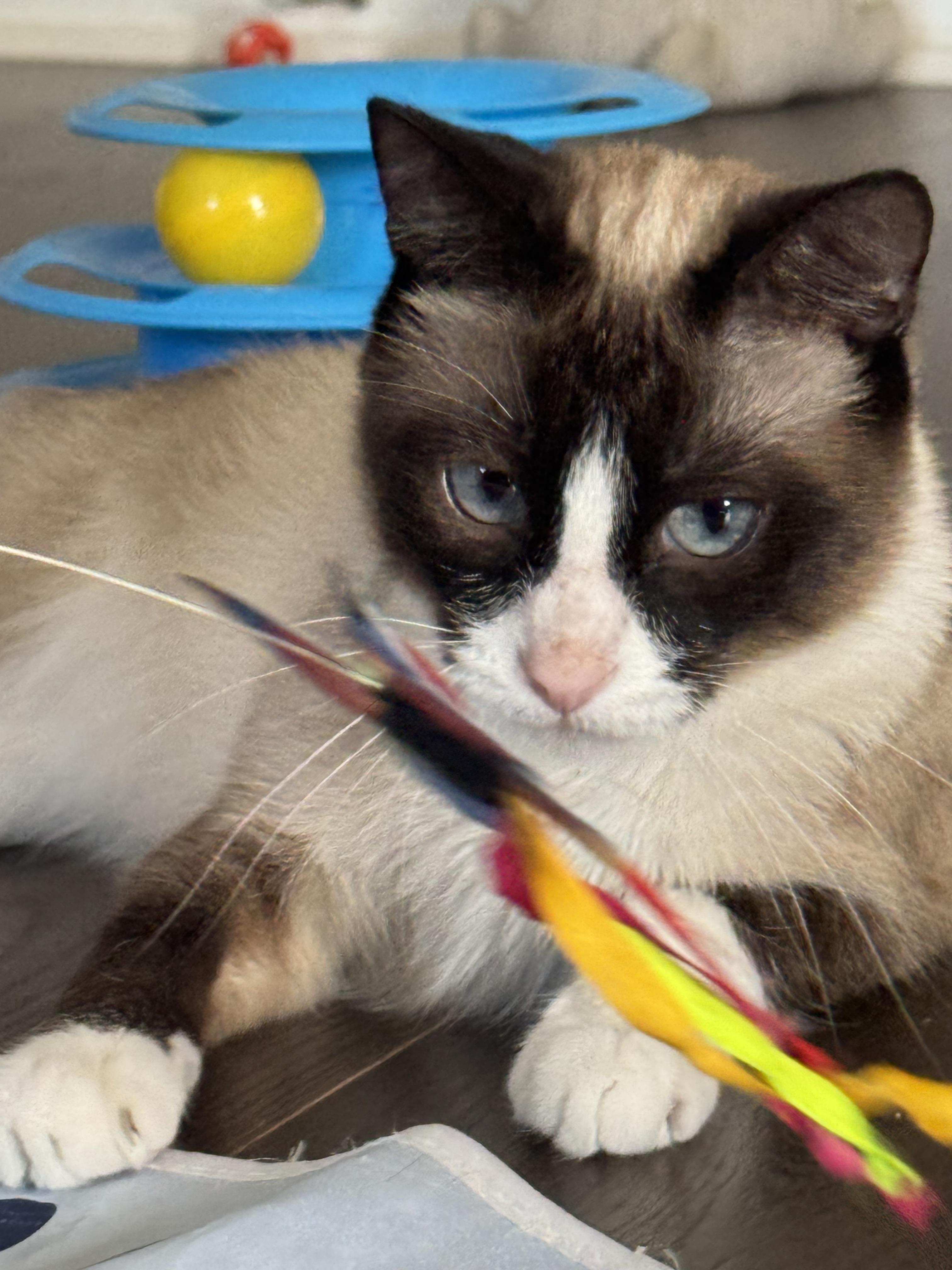 Sadie, a Adopted Snowshoe in Howey in the hills, FL image 4/4