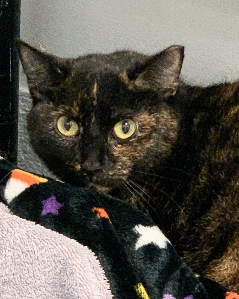 Cat for adoption Kathy a Domestic Short Hair in Scituate MA Petfinder Cat for adoption Kathy a Domestic Short Hair in Scituate MA Petfinder