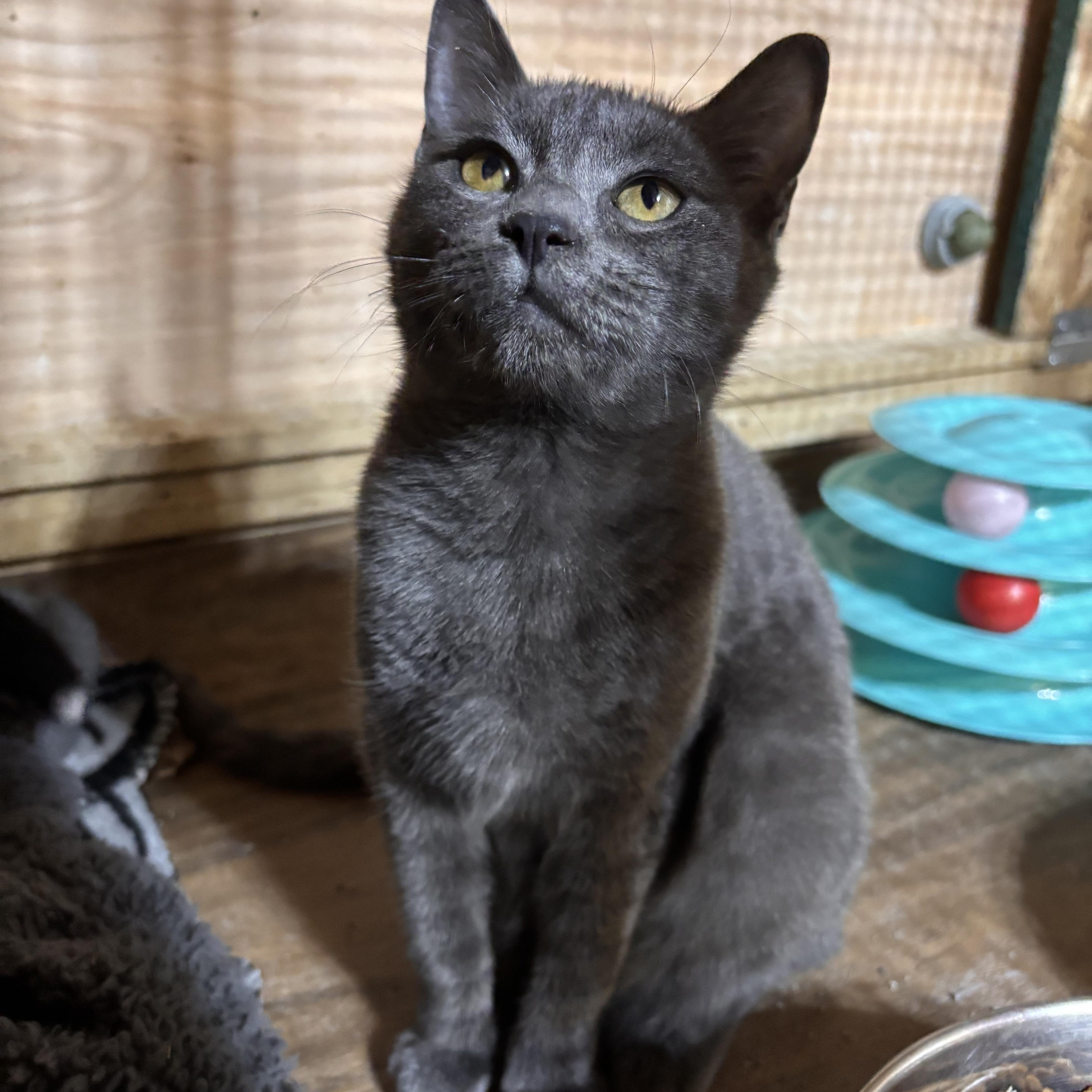 Enlarge Madonna, a ADOPTABLE American Shorthair in Eatonville, WA image 1/1