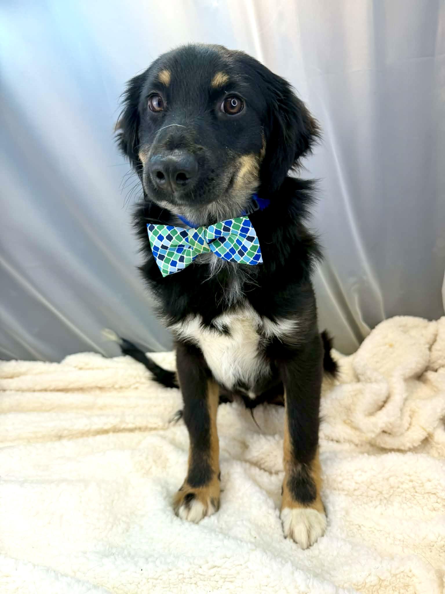 Enlarge Benedict, a Adoptable Australian Shepherd in Hartford, CT image 6/6