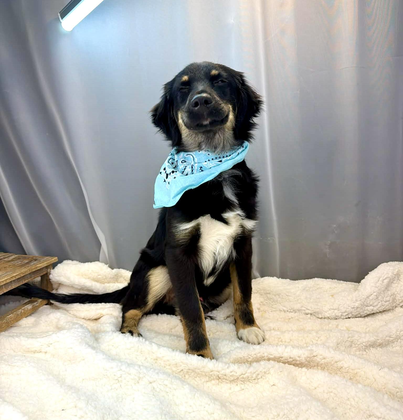 Enlarge Benedict, a Adoptable Australian Shepherd in Hartford, CT image 3/6