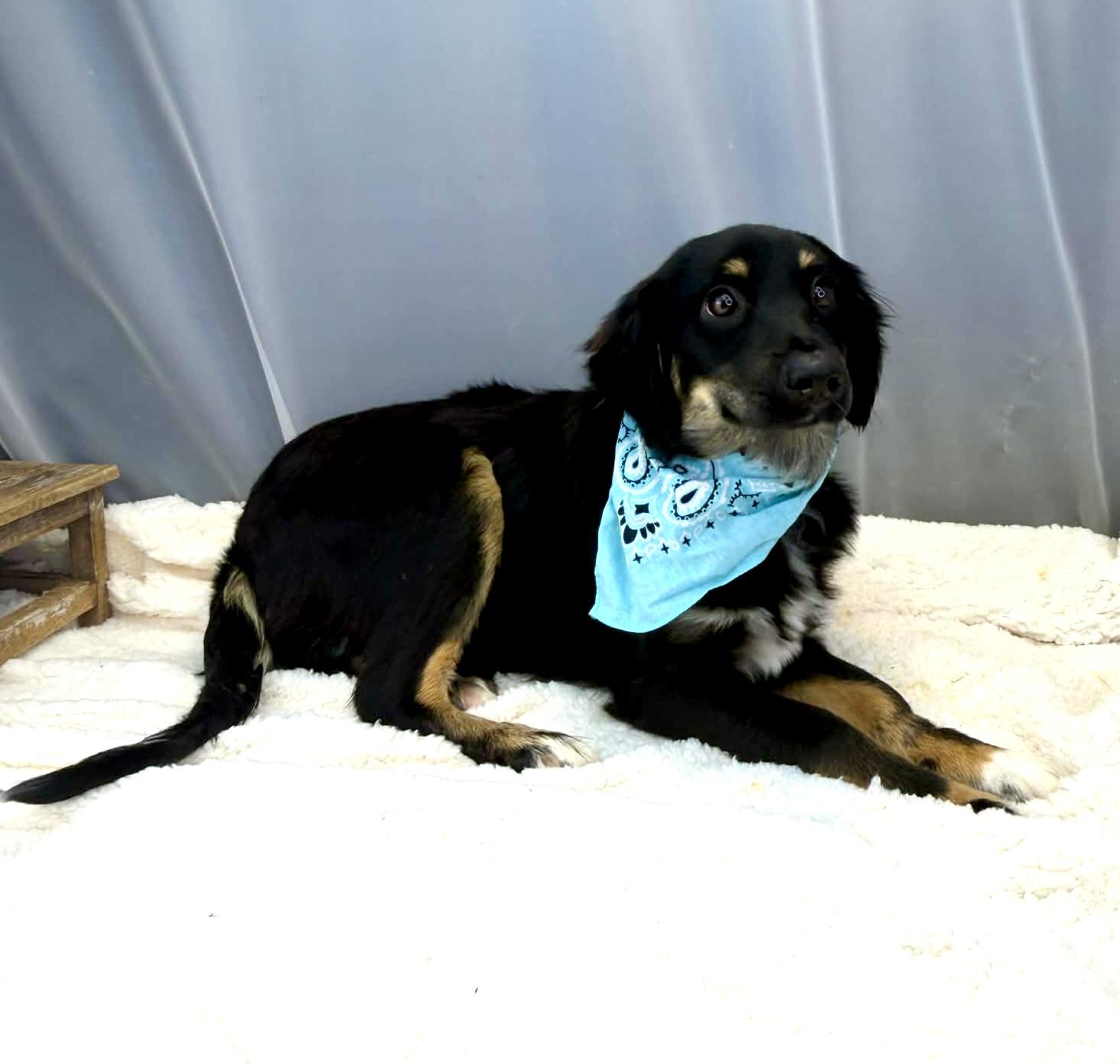 Enlarge Benedict, a Adoptable Australian Shepherd in Hartford, CT image 2/6