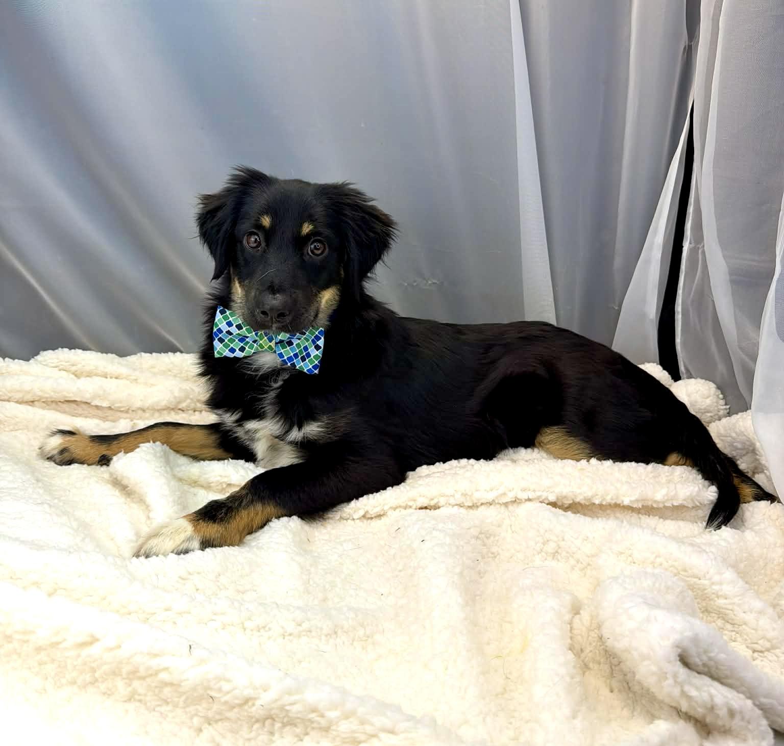 Enlarge Benedict, a Adoptable Australian Shepherd in Hartford, CT image 5/6