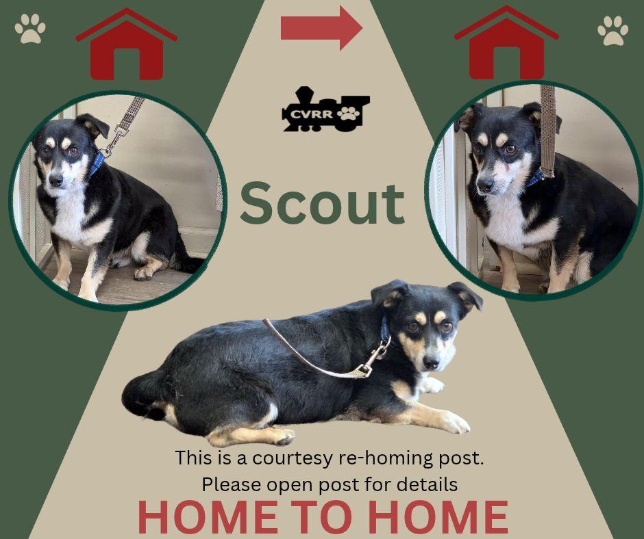 Enlarge Scout *Home 2 Home*, a Adoptable Corgi in LINDSAY, CA image 1/1