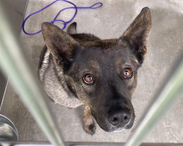 LYDIA — thumbnail 2