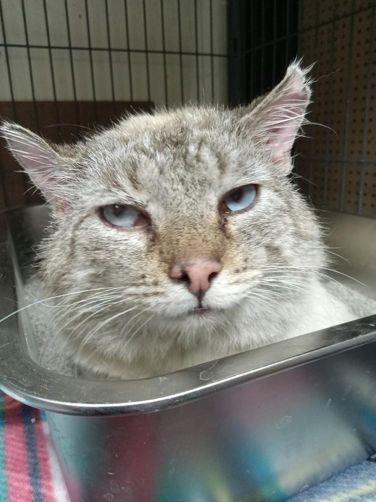 Kova, Adopted, Senior Male Domestic Medium Hair.