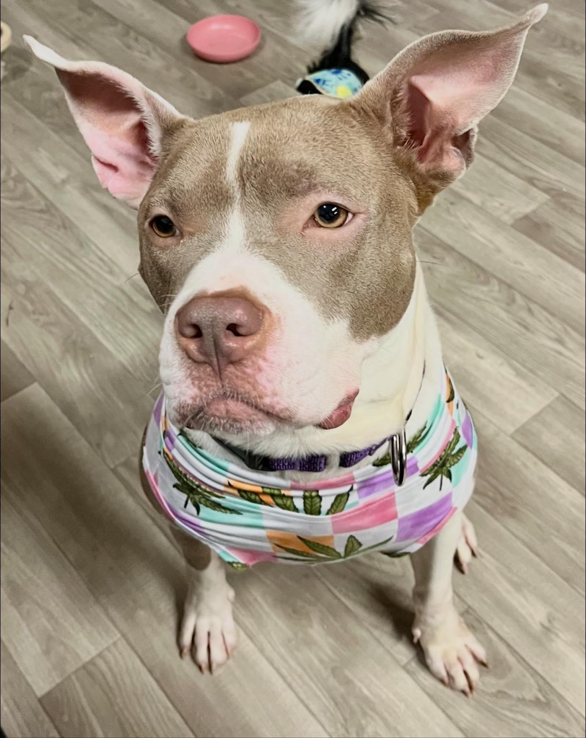 Enlarge Cheery, a ADOPTABLE Pit Bull Terrier in Indianapolis, IN image 1/3
