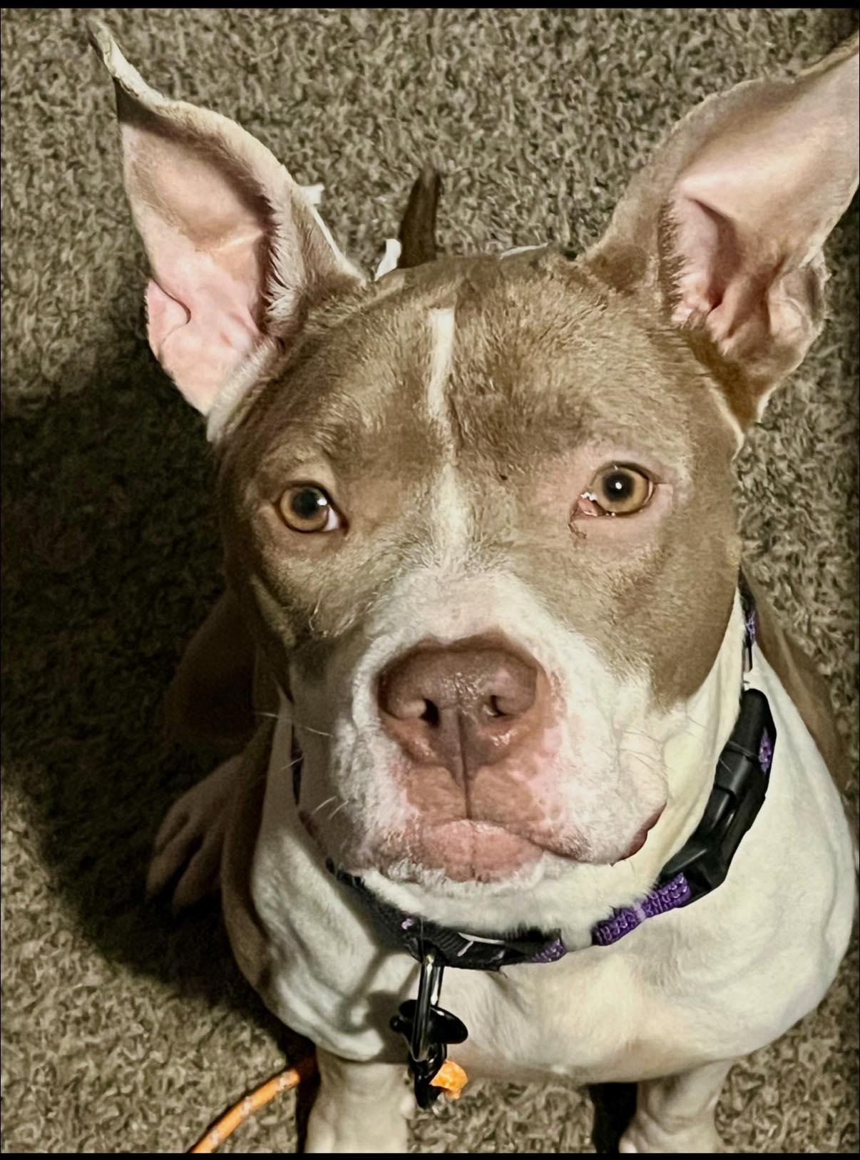 Enlarge Cheery, a ADOPTABLE Pit Bull Terrier in Indianapolis, IN image 3/3