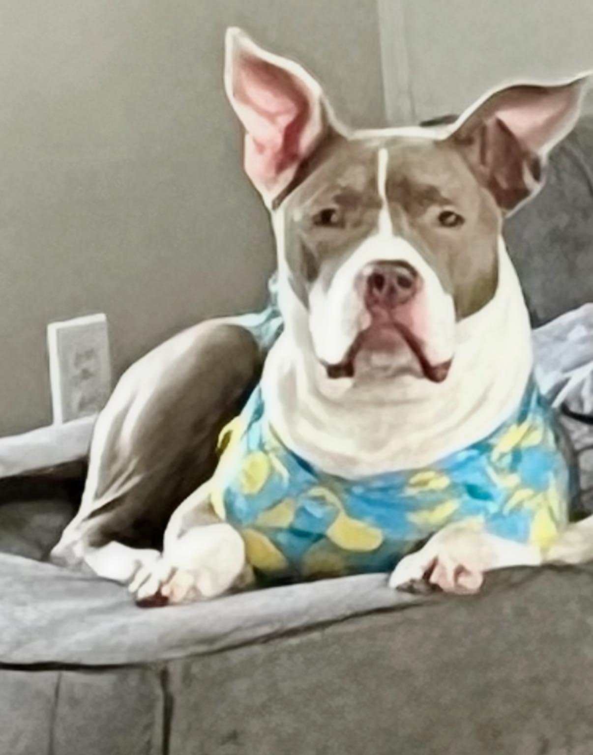 Enlarge Cheery, a ADOPTABLE Pit Bull Terrier in Indianapolis, IN image 2/3
