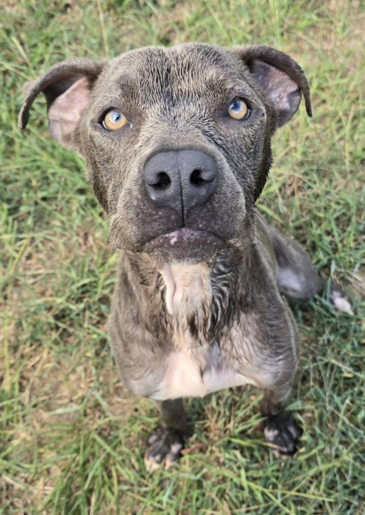 Enlarge nala, a Adoptable Pit Bull Terrier in Humble, TX image 1/1