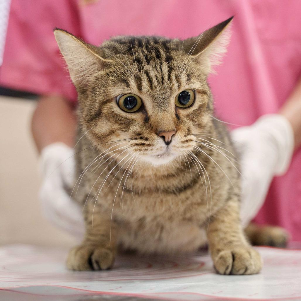 Single, Adoptable, Adult Male Domestic Short Hair.