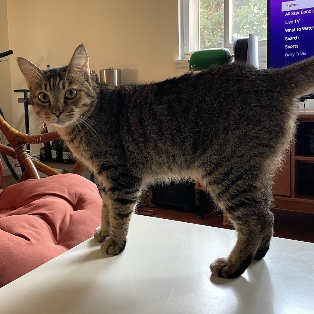 Single, a Adoptable Domestic Short Hair in Fredericksburg, VA image 2/6