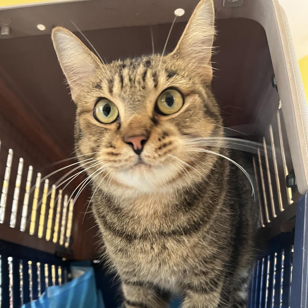 Single, a Adoptable Domestic Short Hair in Fredericksburg, VA image 3/6