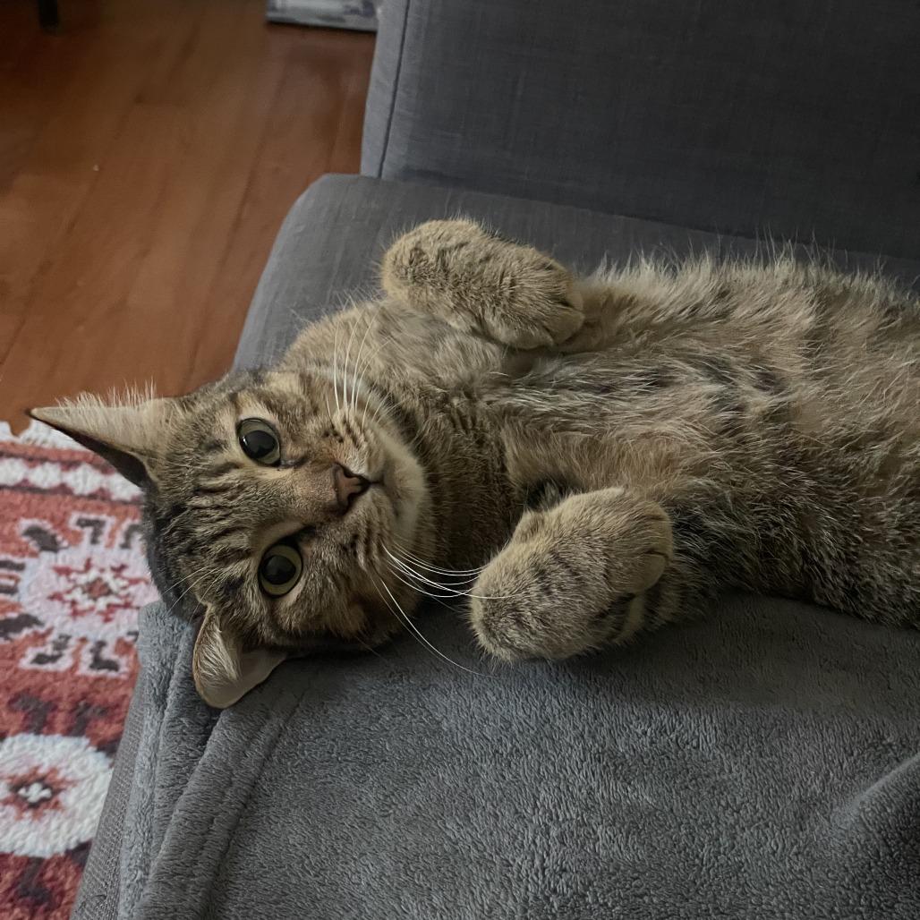 Single, a Adoptable Domestic Short Hair in Fredericksburg, VA image 4/6