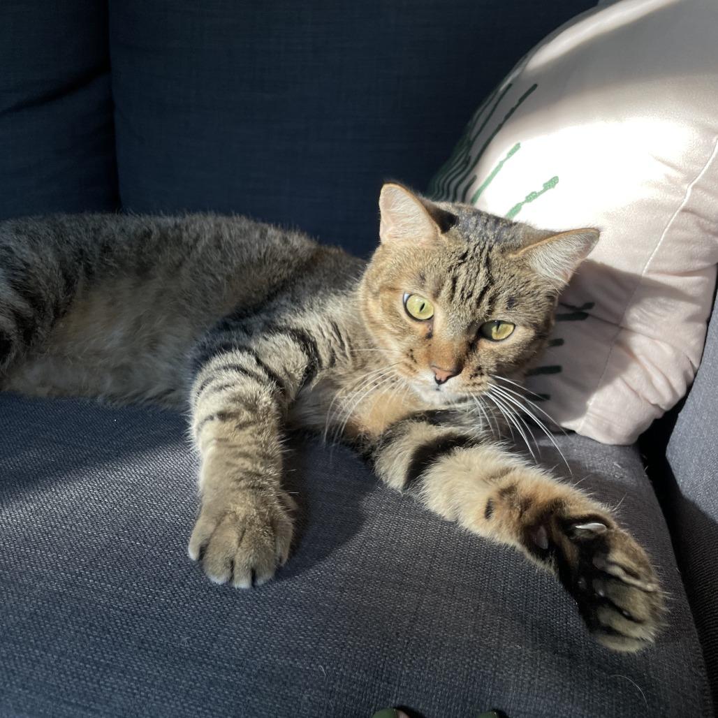 Single, a Adoptable Domestic Short Hair in Fredericksburg, VA image 5/6