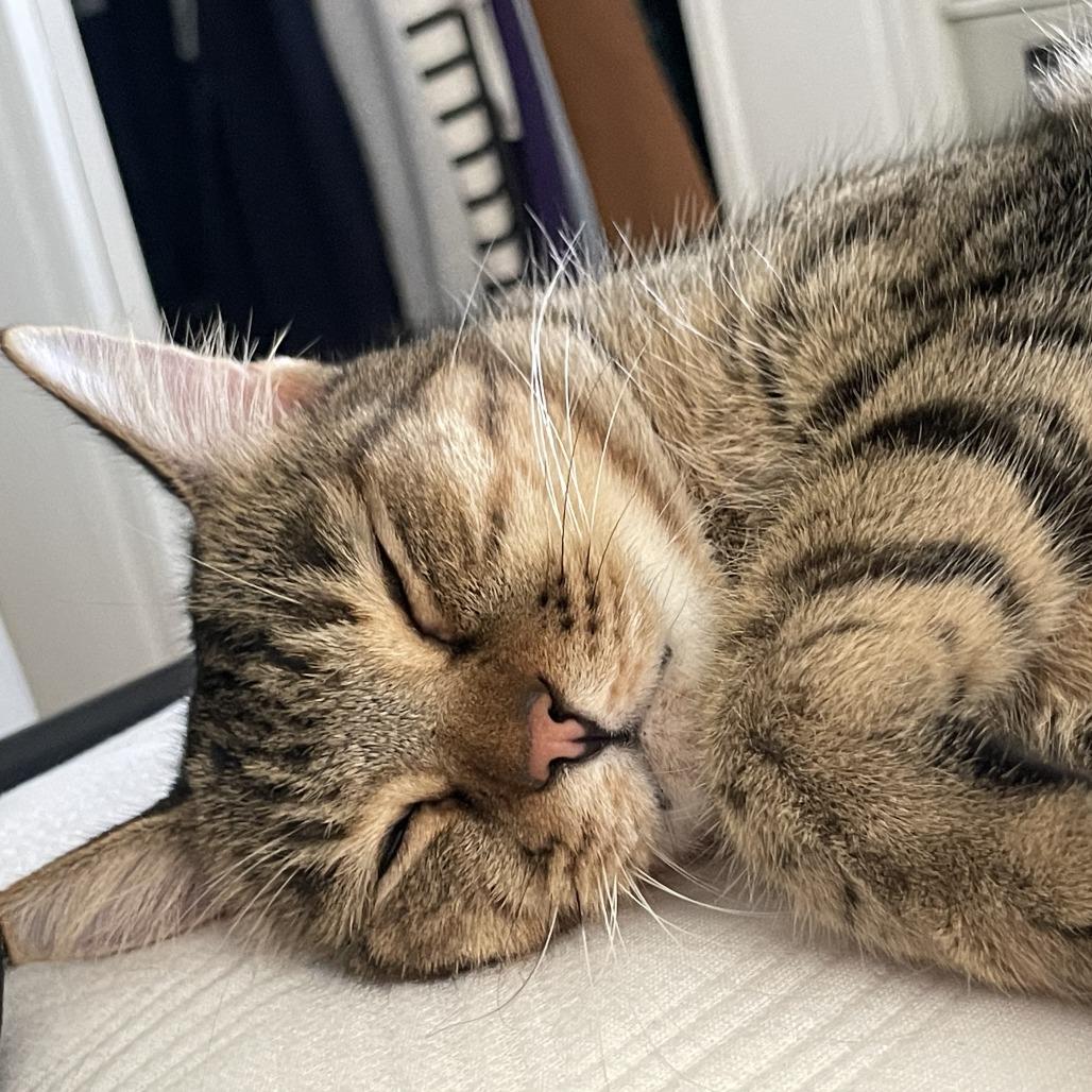 Single, a Adoptable Domestic Short Hair in Fredericksburg, VA image 6/6