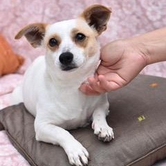 Enlarge Kaci, a Adoptable mixed breed in Appleton, WI image 3/5