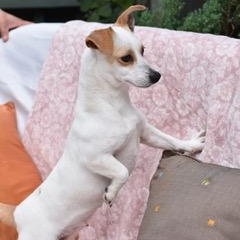 Enlarge Kaci, a Adoptable mixed breed in Appleton, WI image 4/5