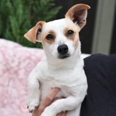 Kaci, Adoptable, Young Female Chihuahua & Dachshund.