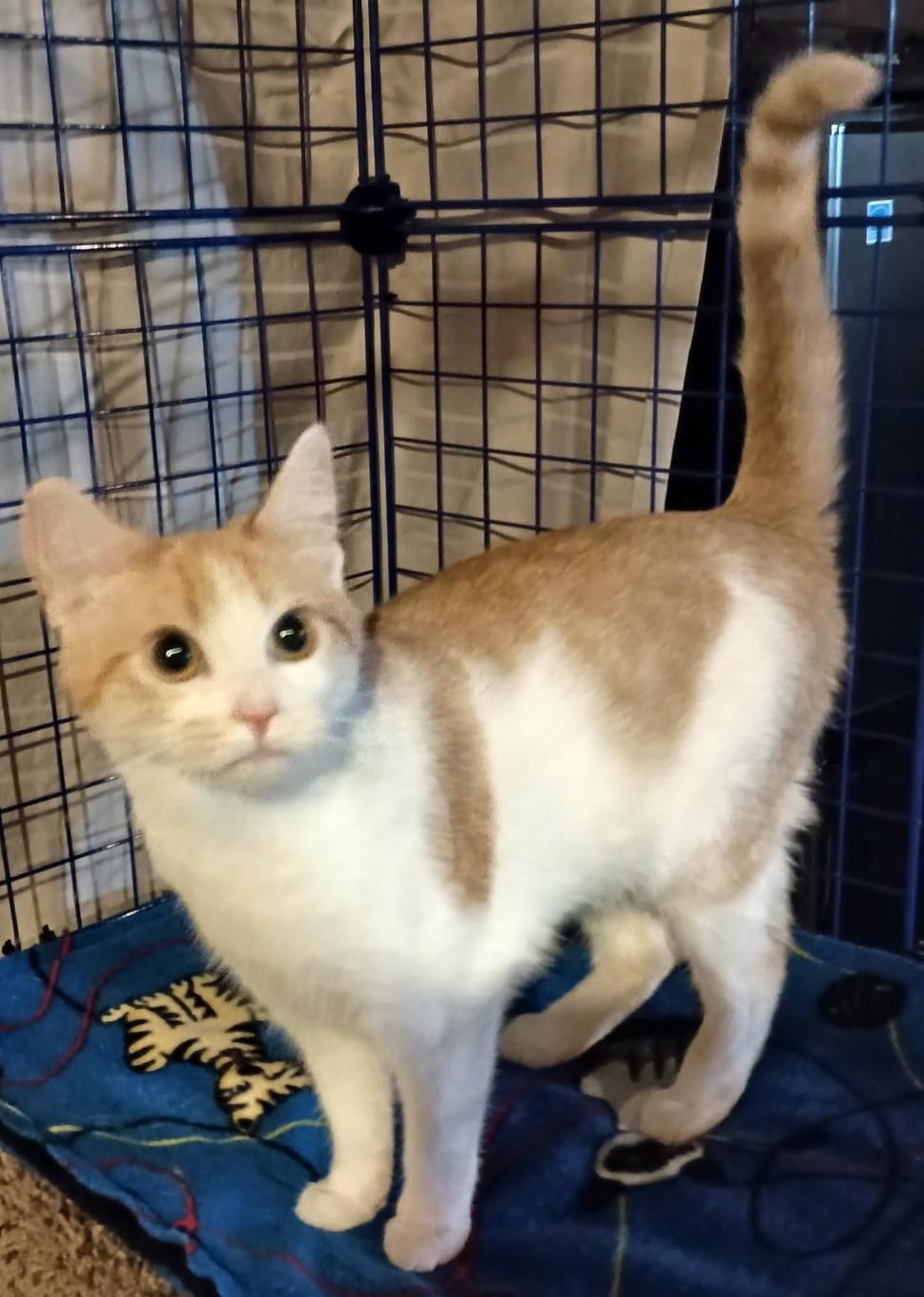 Peaches24, Adoptable, Adult Female Domestic Short Hair.