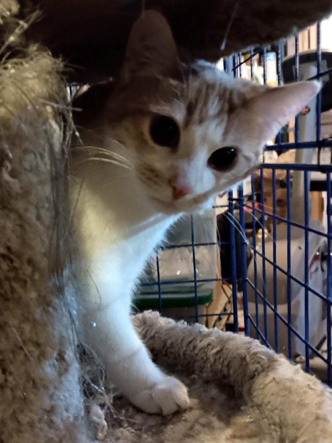 Peaches24, Adoptable, Adult Female Domestic Short Hair.