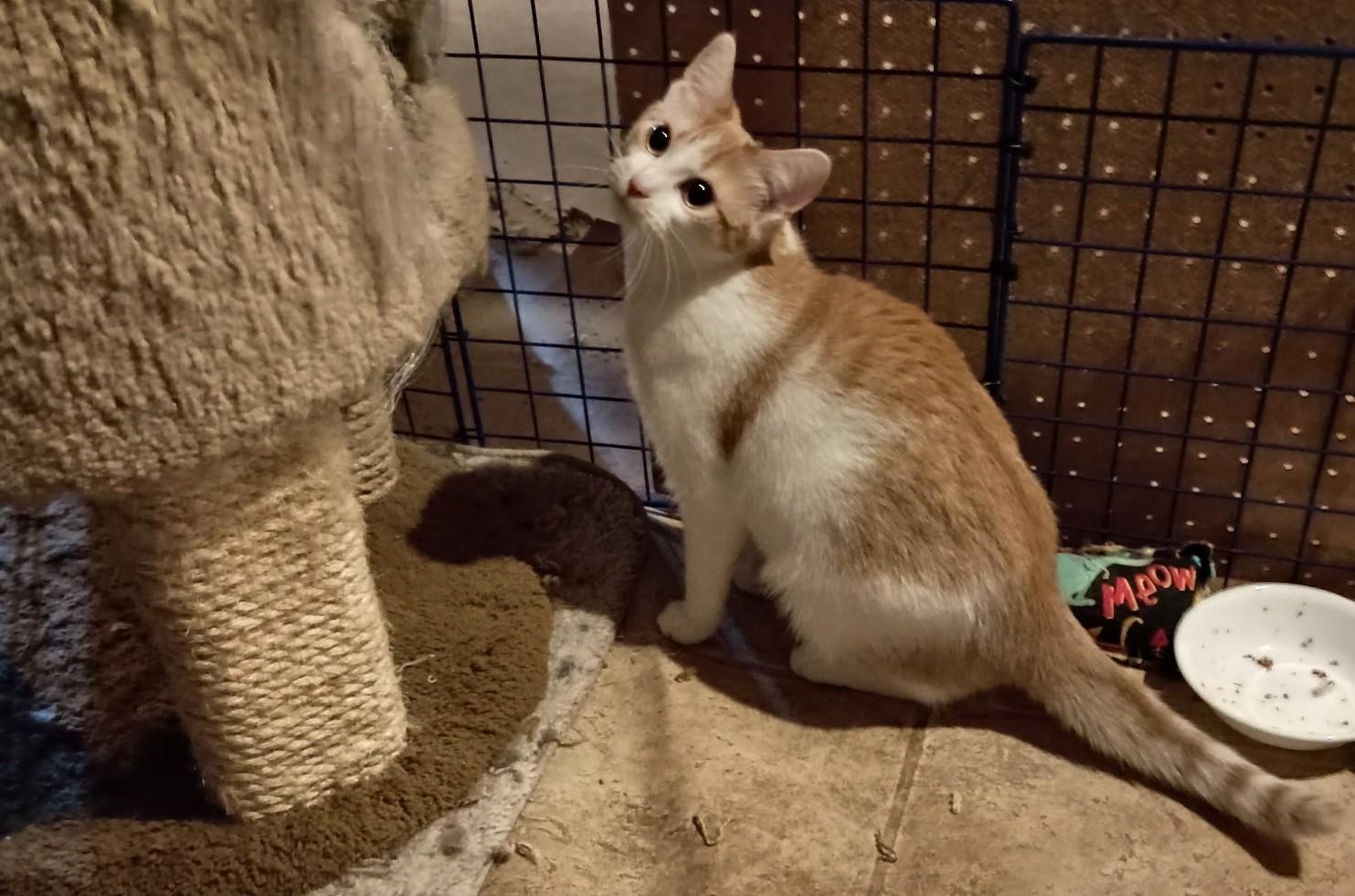 Peaches24, a Adoptable Domestic Short Hair in Milwaukee, WI image 3/3