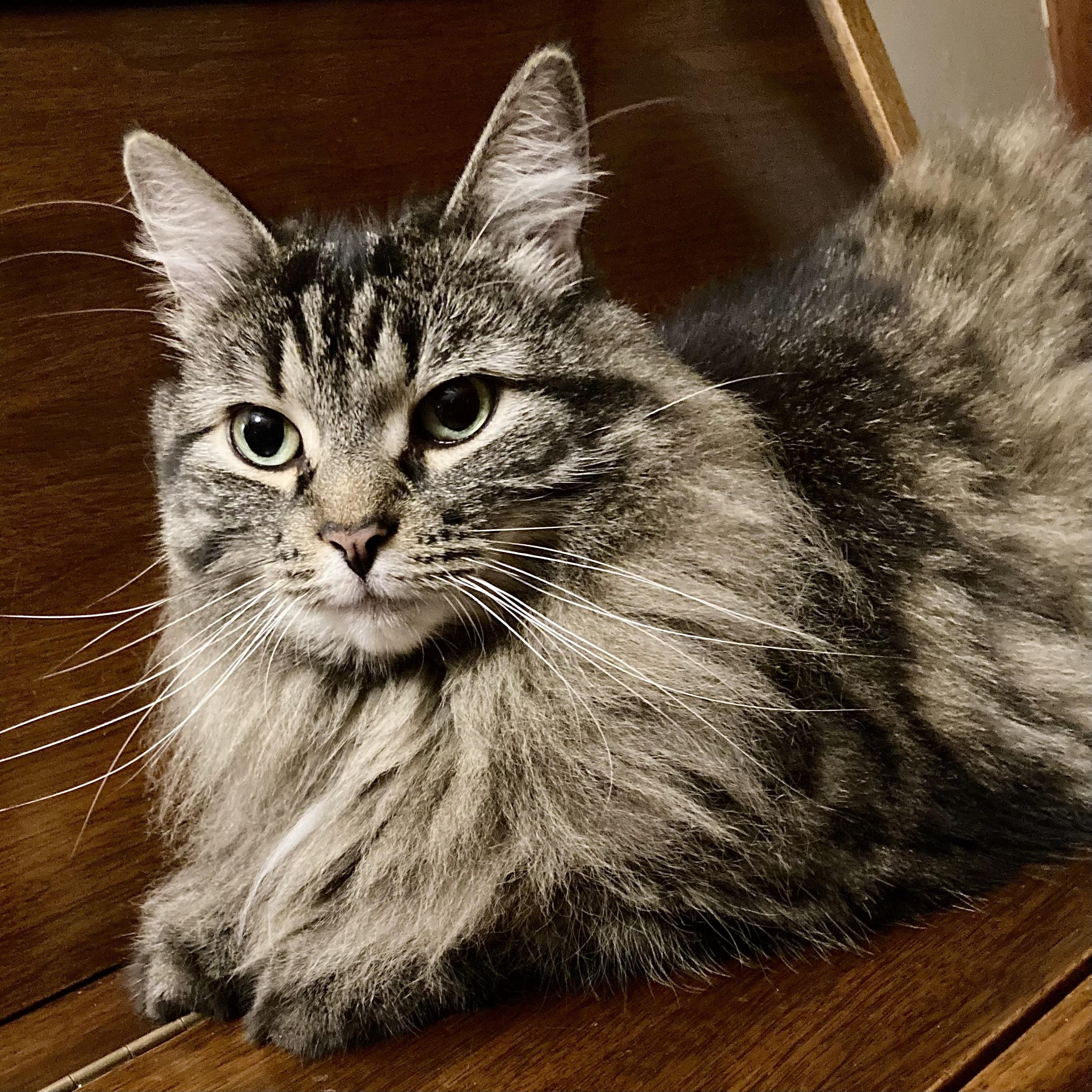 Chouchoune, an adoptable Domestic Medium Hair in Ottawa, ON image 2/6
