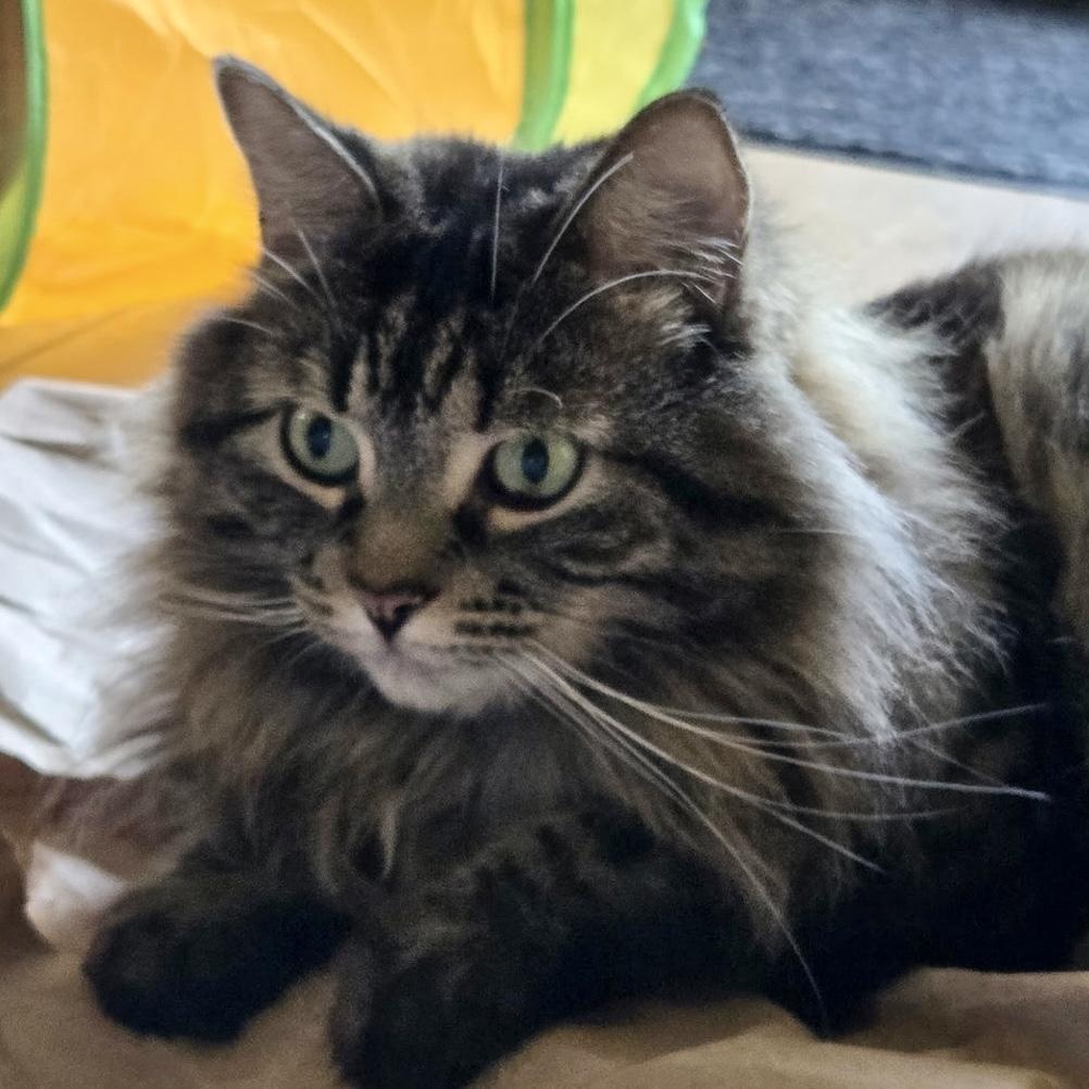 Chouchoune, a ADOPTABLE Domestic Medium Hair in Ottawa, ON image 3/6