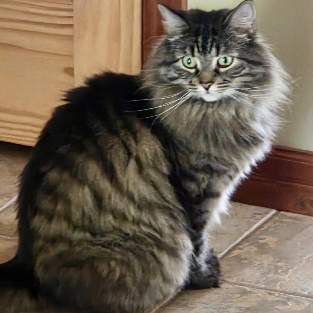 Chouchoune, a ADOPTABLE Domestic Medium Hair in Ottawa, ON image 5/6