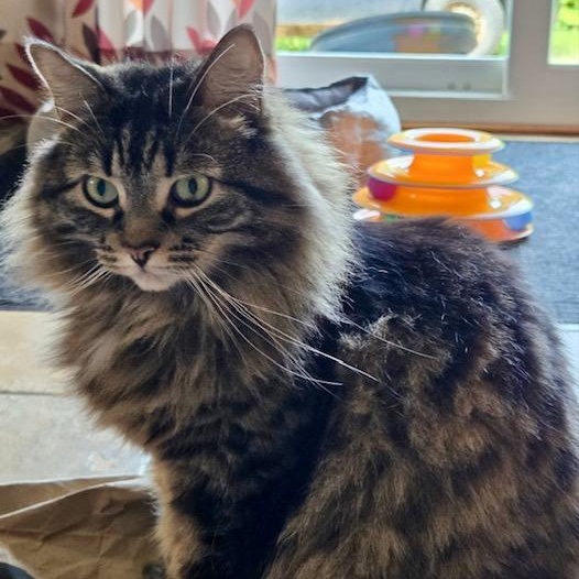 Chouchoune, a ADOPTABLE Domestic Medium Hair in Ottawa, ON image 4/6